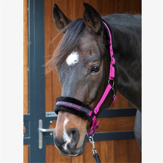 Harry\'s Horse grimma Lyrics Quotes