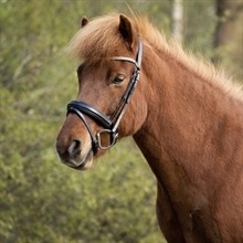 BR Isländskt träns Barnet
