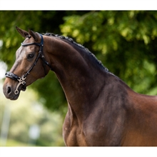 BR träns Lydney hackamore 