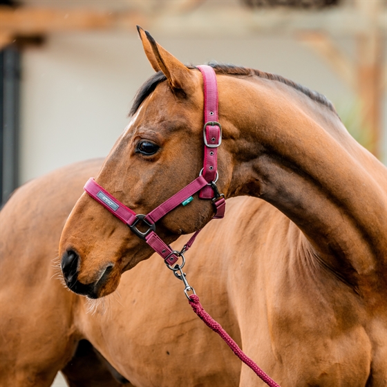Horseware Amigo grimset