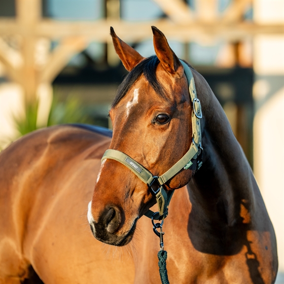 Horseware Amigo grimset