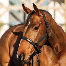 Horseware Amigo grimset