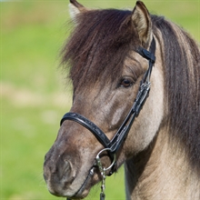 Eques V-pannband med Moon Rock