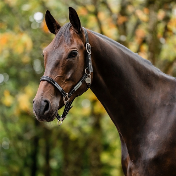 Horseware Signature Field Safe Grime 
