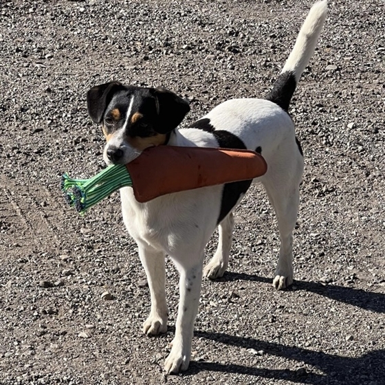 AB hästleksak Morot 31 cm