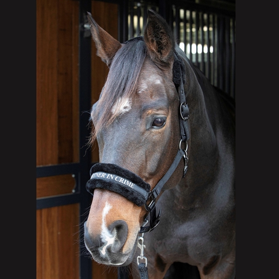 Harry\'s Horse grimma Lyrics Citat 
