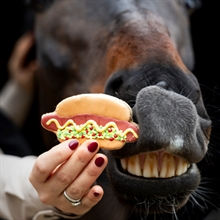 Candy Horse Limited Edition Hotdog